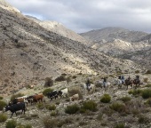 Castril en puertas de revivir sus famosos encierros